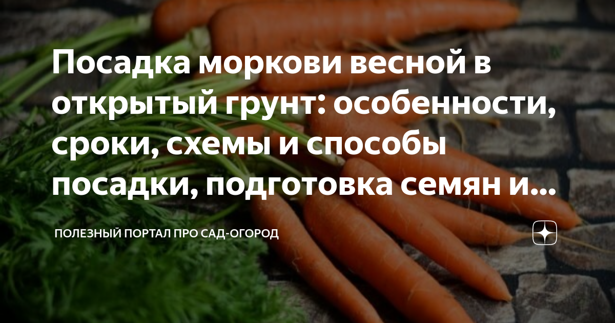 Посев моркови: подготовка почвы и семян, сроки