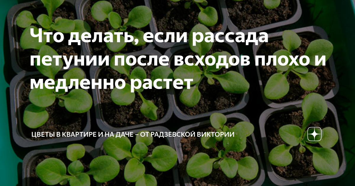 Как вырастить рассаду петунии из семян в домашних условиях