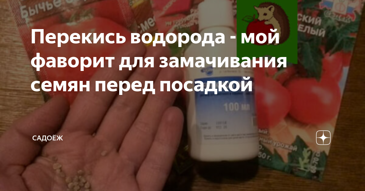 Помидоры можно замачивать в перекиси водорода. Обработать семена перца перед посевом в перекиси. Замачивание семян в перекиси водорода. Замачивание семян в перекиси водорода перед посадкой. Замачиваем семена в перекиси водорода.