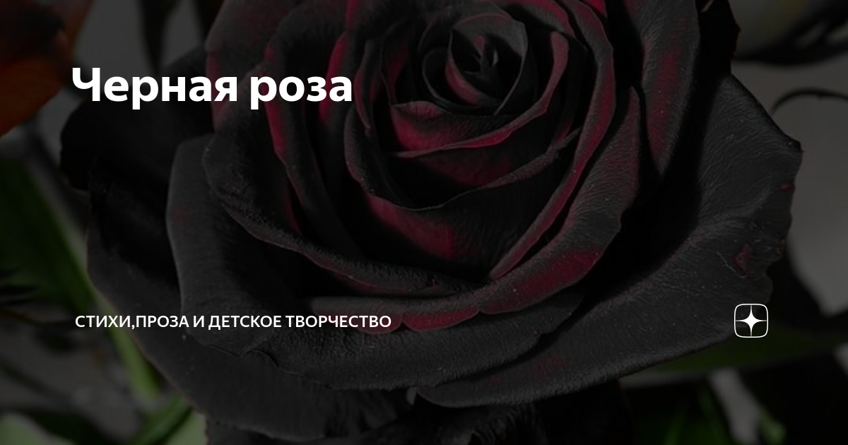 Легенда о розе. Черные розы текст. Черные розы текст. Стихотворение про черную розу. Черные розы текст.