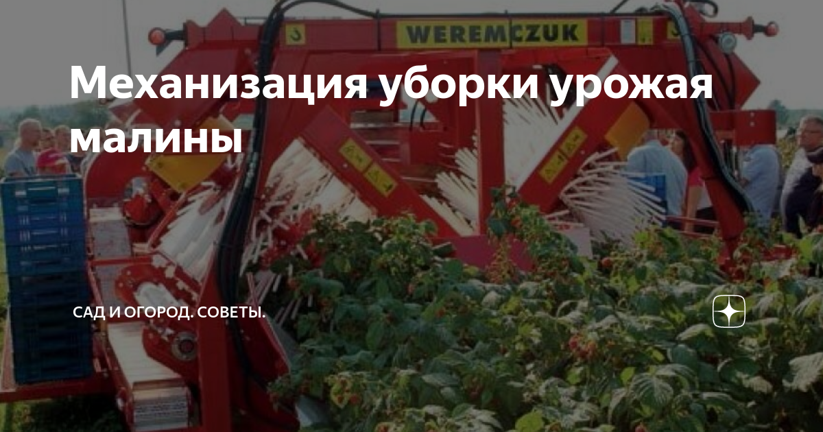 Механизация уборки урожая малины | УСЛУГИ САДОВНИКОВ В МОСКВЕ И МО | Дзен