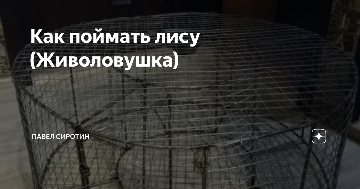 Живоловушка на лису своими руками размеры чертежи Как поймать лису (Живоловушка) Павел Сиротин Дзен