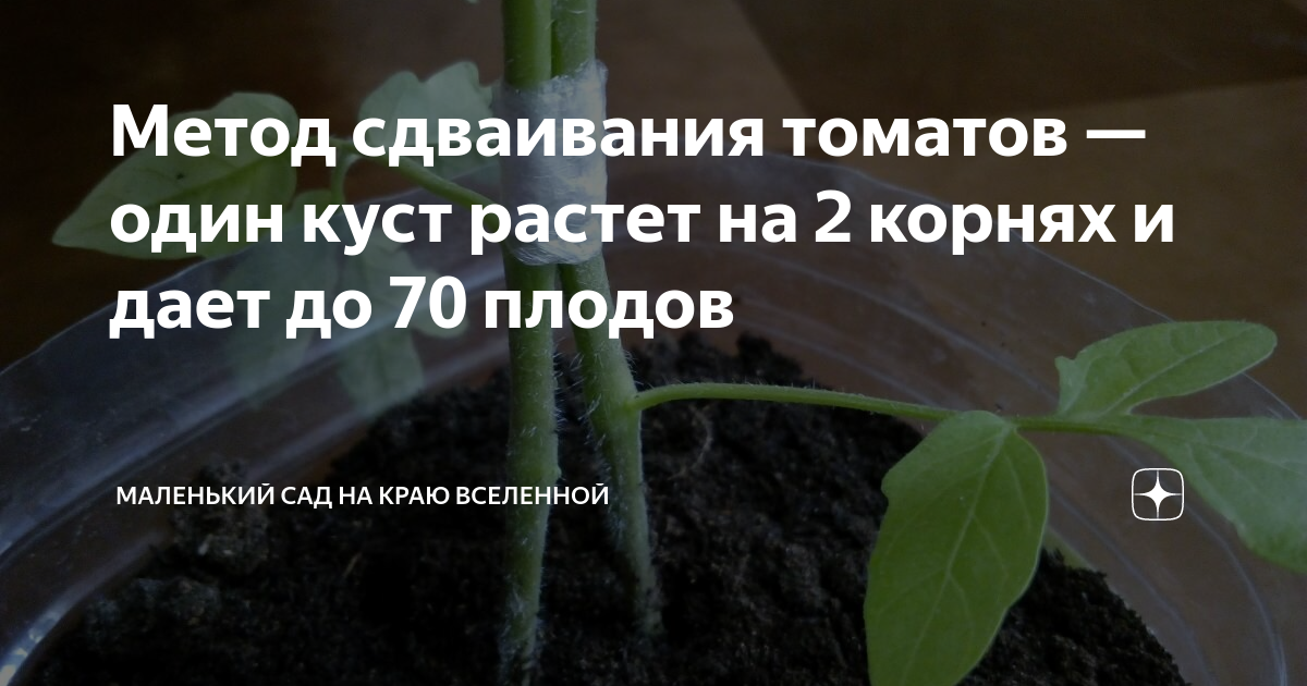 Сколько томатов с одного куста