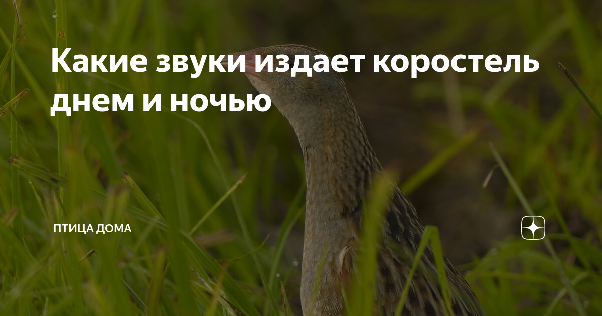 Луговая птица коростель. Перепел коростель трясогузка жаворонок. Коростель птица. Звук голоса перепелов. Какой звук издает перепел окружающий.
