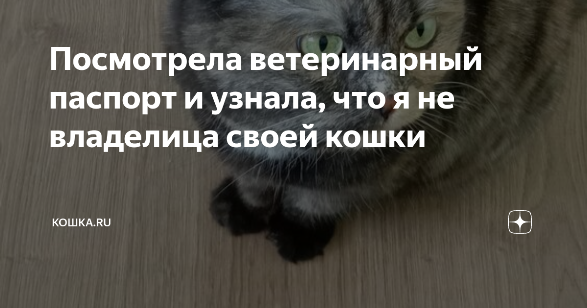 Посмотрела ветеринарный паспорт и узнала, что я не владелица своей ...