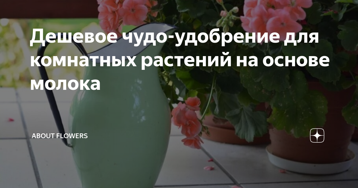 Дешевое чудо-удобрение для комнатных растений на основе молока | ЦВЕТЫ ...