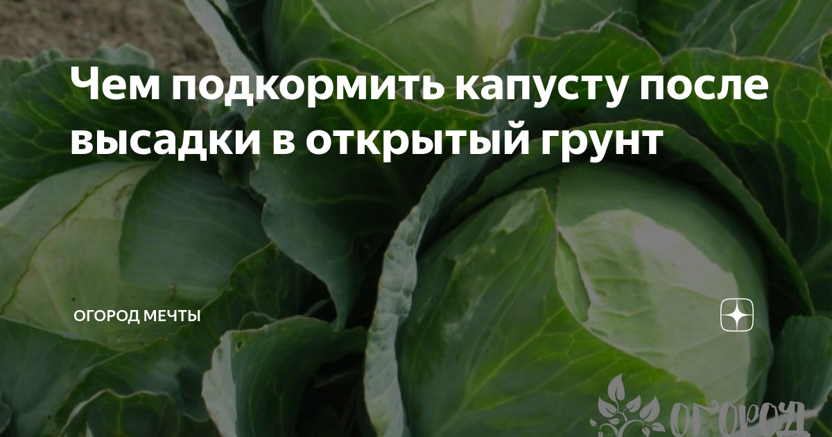 Какие народные средства использовать для подкормки капусты и стимуляции ее роста в открытом грунте и теплице?