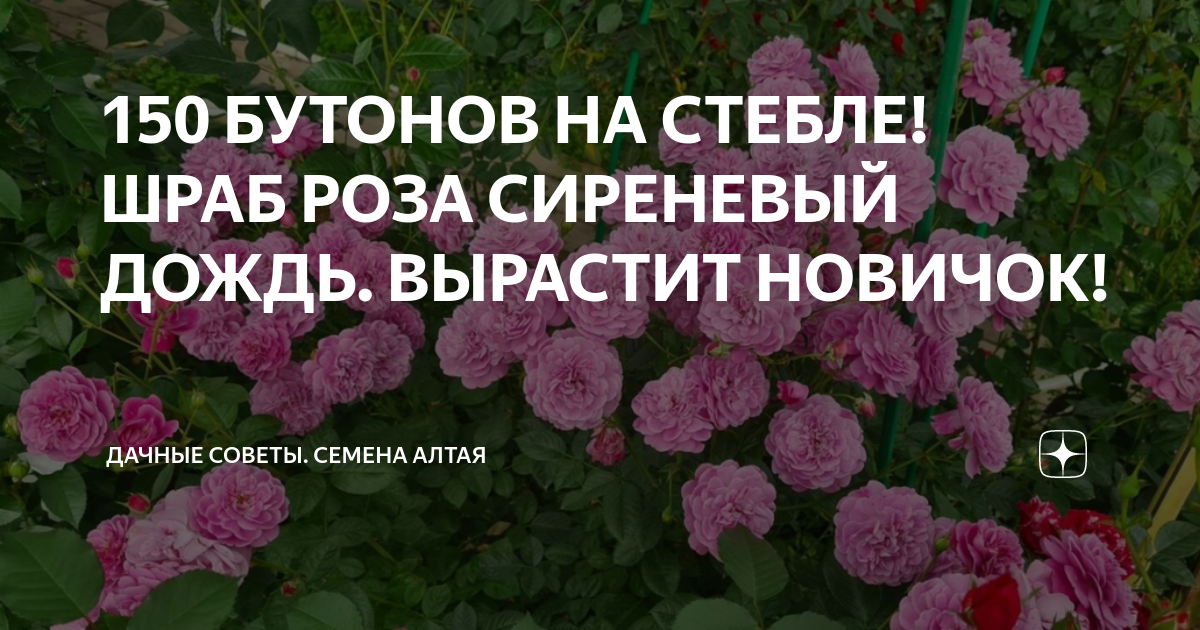 Роза сиреневый дождь фото и описание Роза Сиреневый Дождь/Сем Алт/1 шт. в коробке розы-саженцы. Луковицы, рассада и с