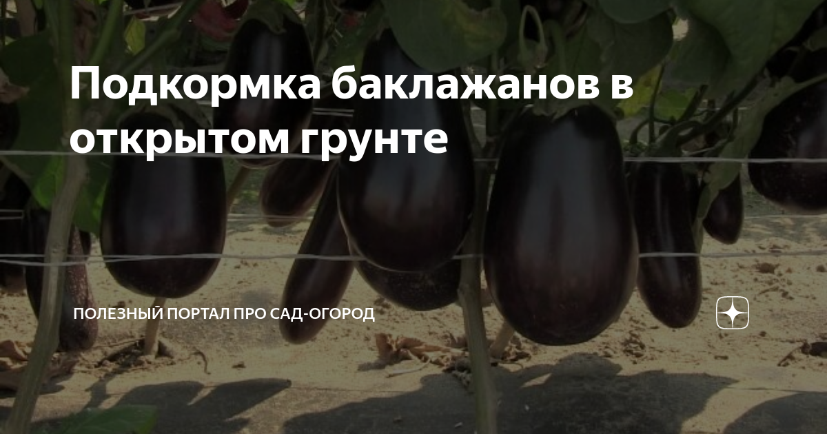 Подкормка баклажанов в открытом грунте | Полезный портал про сад-огород ...