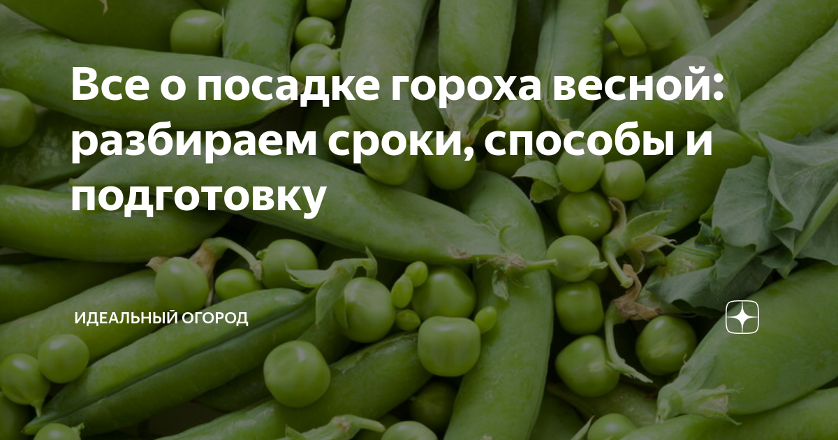 Посадка гороха весной