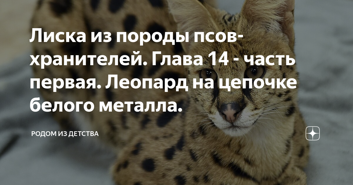 Пес из породы хранителей аудиокнига. Пес из породы хранителей глава 32. Леопард на цепи. Первый леопард на Украине юмор. Первые леопарды на Украине мемы.