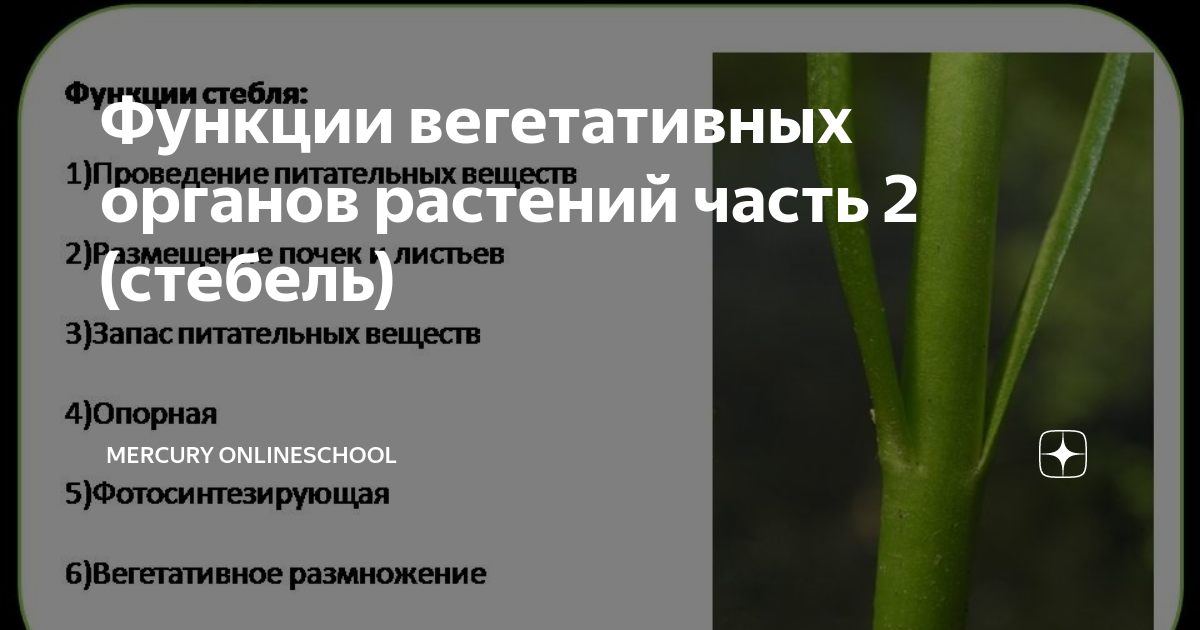 Назовите функцию вегетативных органов растений. Вегетативные органы растений корень стебель лист. Органы цветкового растения схема 6 класс. Строение и функции органов растений. Строение вегетативных органов растений.