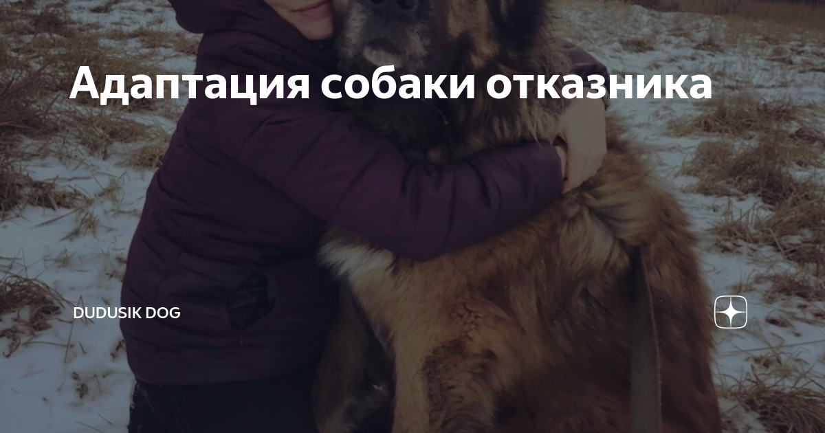 Сложности и недостатки адаптации дикой собаки