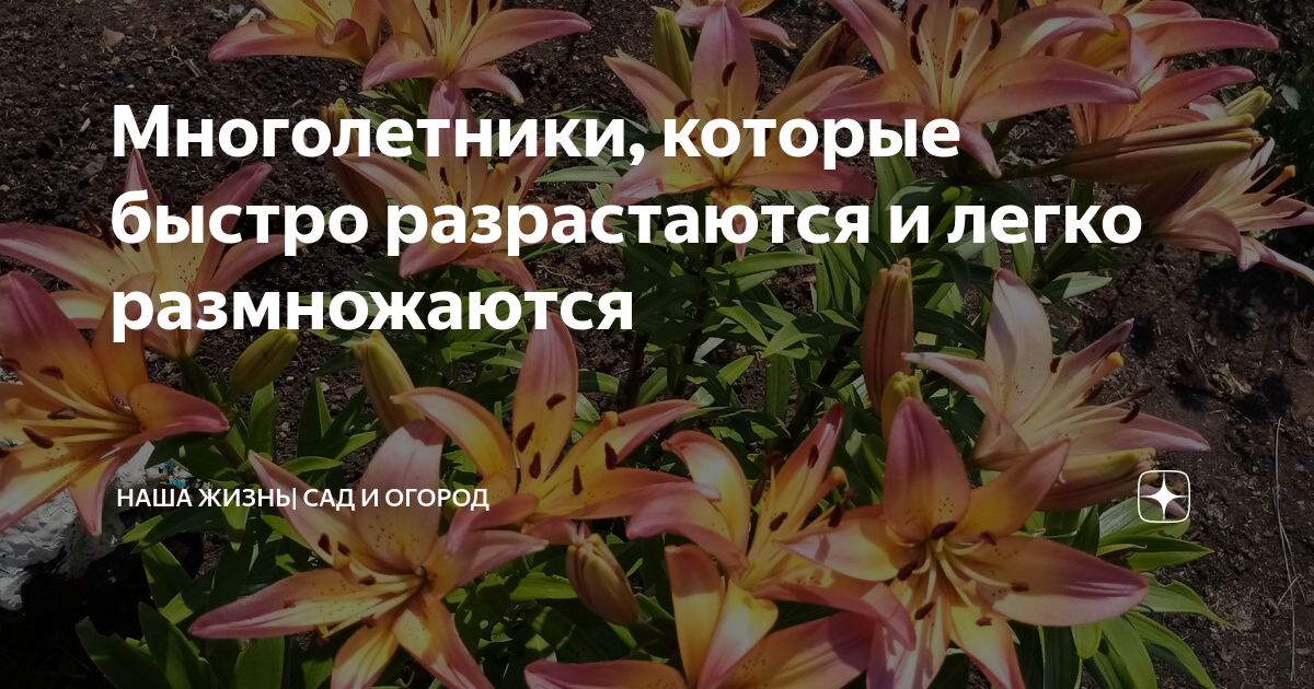 Многолетники, которые быстро разрастаются и легко размножаются | Наша ...