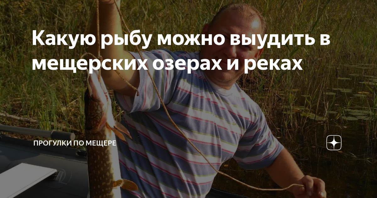 Какую рыбу можно выудить в мещерских озерах и реках | Прогулки по ...