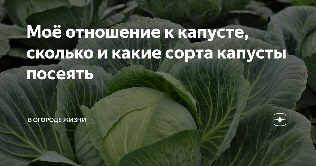 Капуста барыня описание сорта фото отзывы