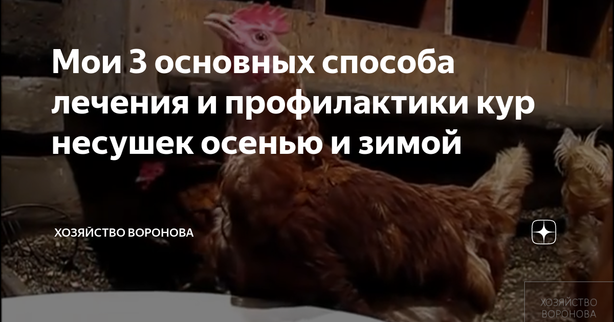 профилактика кур несушек. курица несушка курица сушка. профилактика кур несушек. препарат гамматоник для цыплят. профилактика кур несушек.
