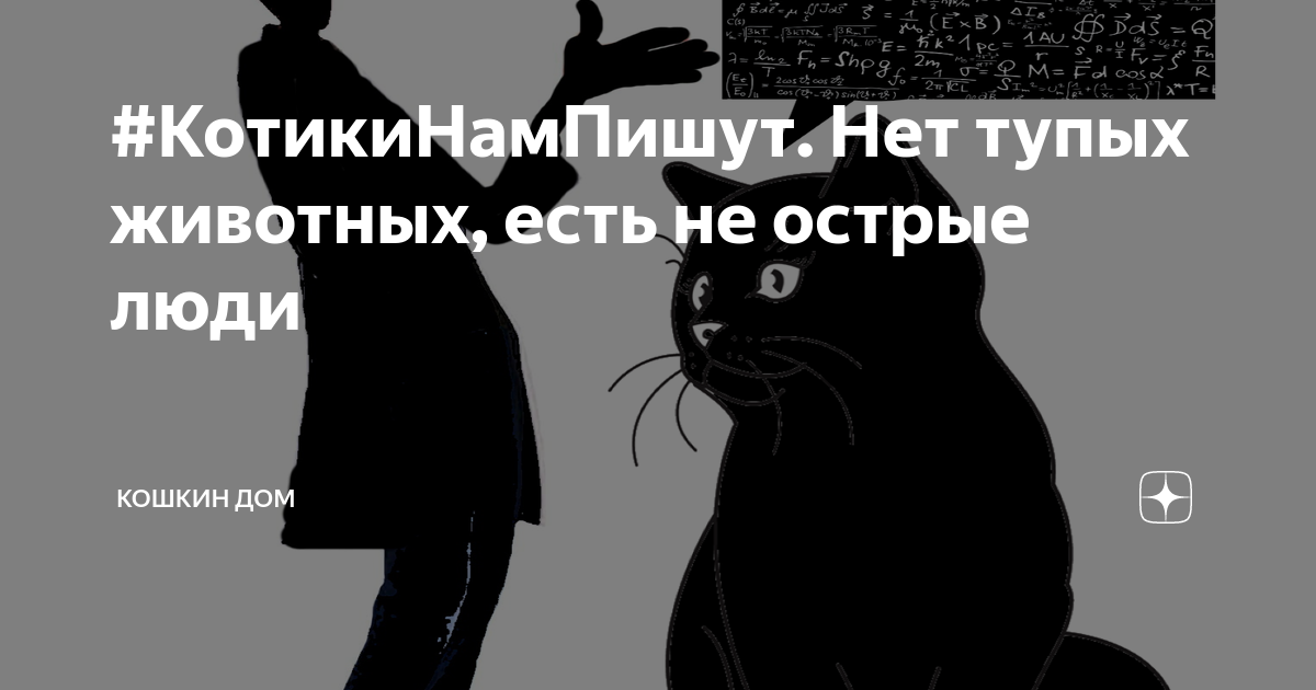 Кошкин человек. Нет тупых людей есть. Почему люди это тупые животные. Картинки когда люди тупее животных. Ты глупое животное.