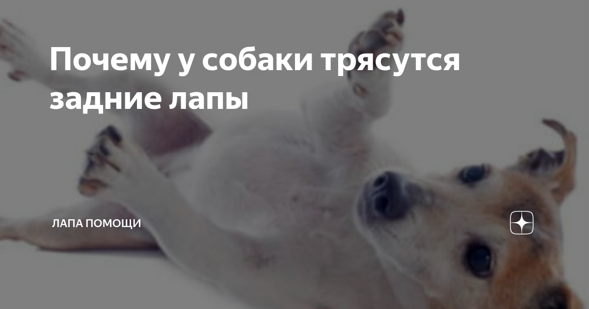 Собака поджимает хвост и горбится. Чихуахуа мини толстая. Чихуахуа 50% ненависти 50% дрожи. Дрожащий щенок. Собака трясется без причины.