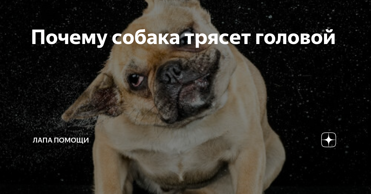 Собака трясется причины. Трясущая собака. собака дрожит. собака трясёт головой причина. почему собака трясет головой.