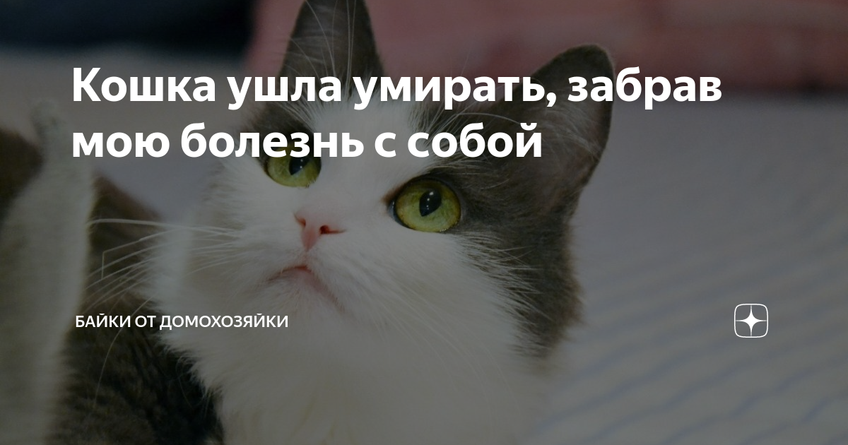 Коты уходят. Почему коты уходят перед смертью. Кошка уходит из дома. На сколько кошки уходят из дома