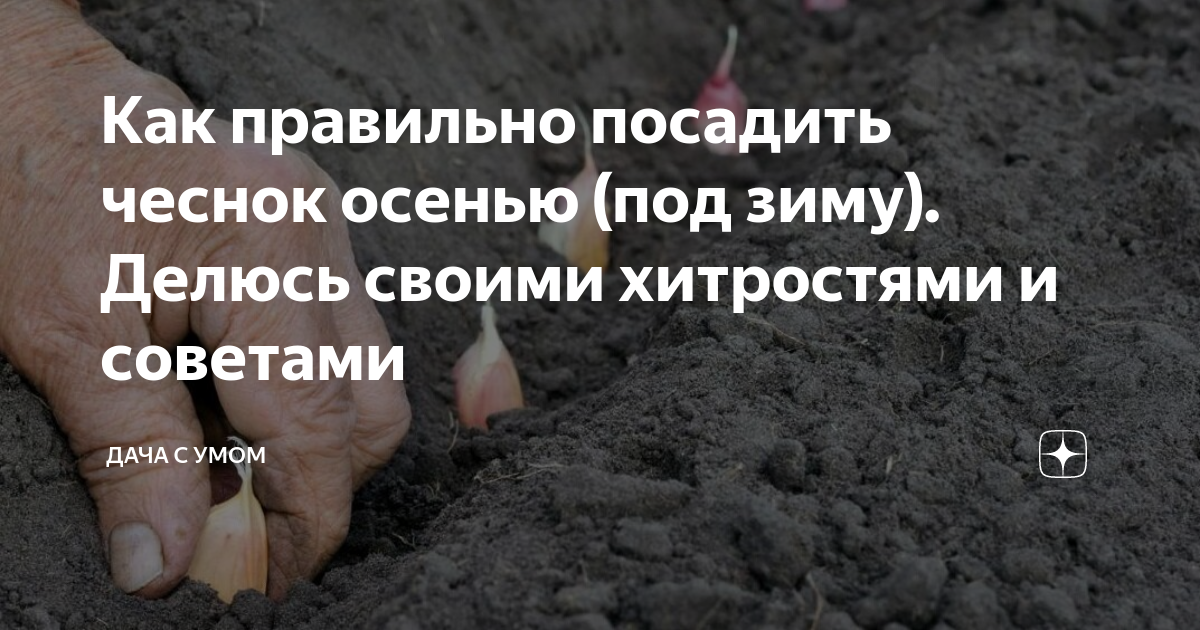 Как вырастить хороший урожай чеснока? Растения, Огородничество, Садоводство