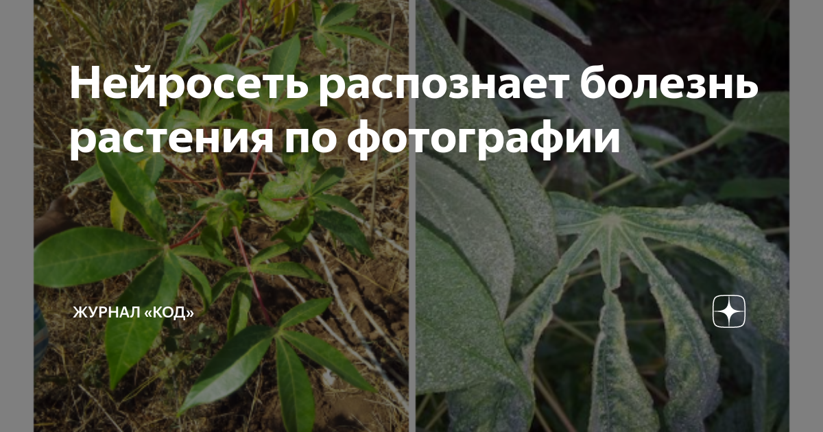 На листьях розы появились пятна - что делать и чем лечить растения Landscaping n