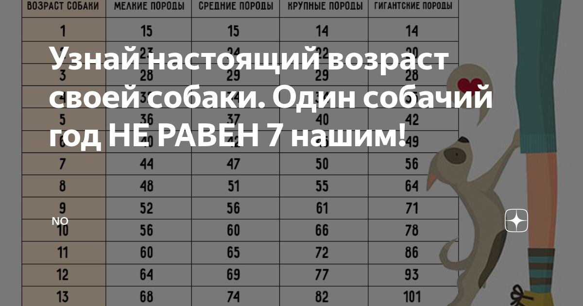 Таблица возраста собак по человеческим меркам мелких пород. Собаке 10 лет сколько по человеческим меркам таблица. Возраст собаки по человеческим меркам таблица по годам средних пород.