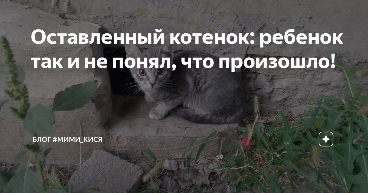 Как оставить котенка. Как оставить котенка