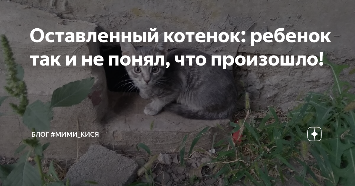 Оставь себе котёнок. Блог мими кися дзен