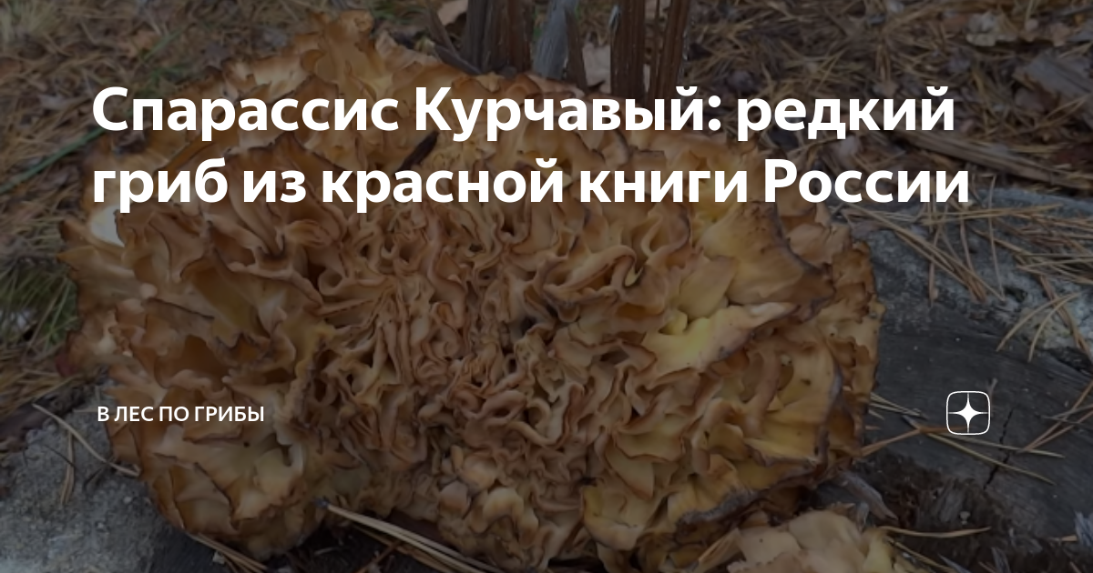 Спарассис Курчавый: редкий гриб из красной книги России | В лес по ...