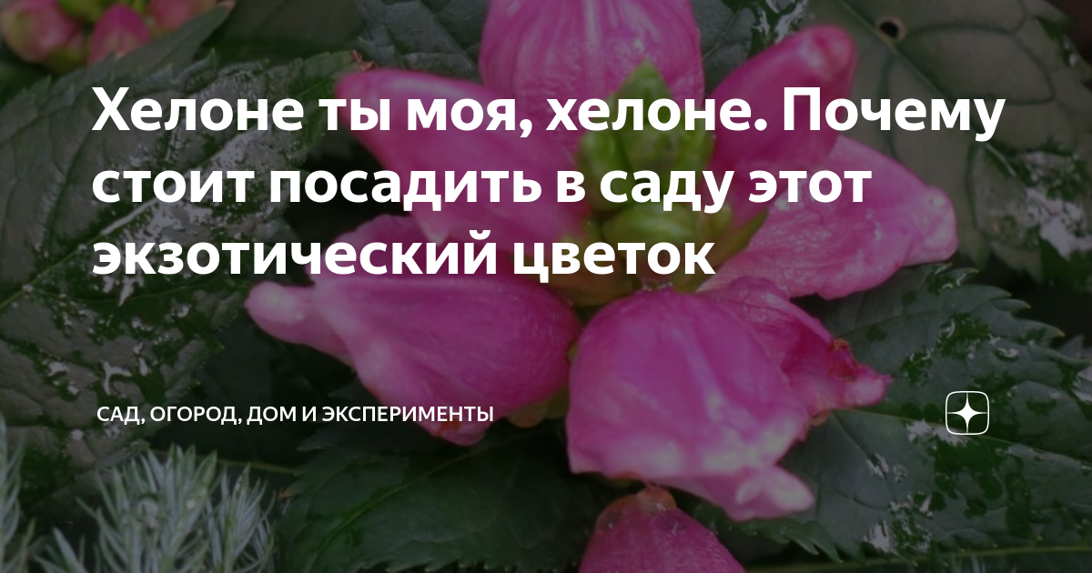Хелоне ты моя, хелоне. Почему стоит посадить в саду этот экзотический ...