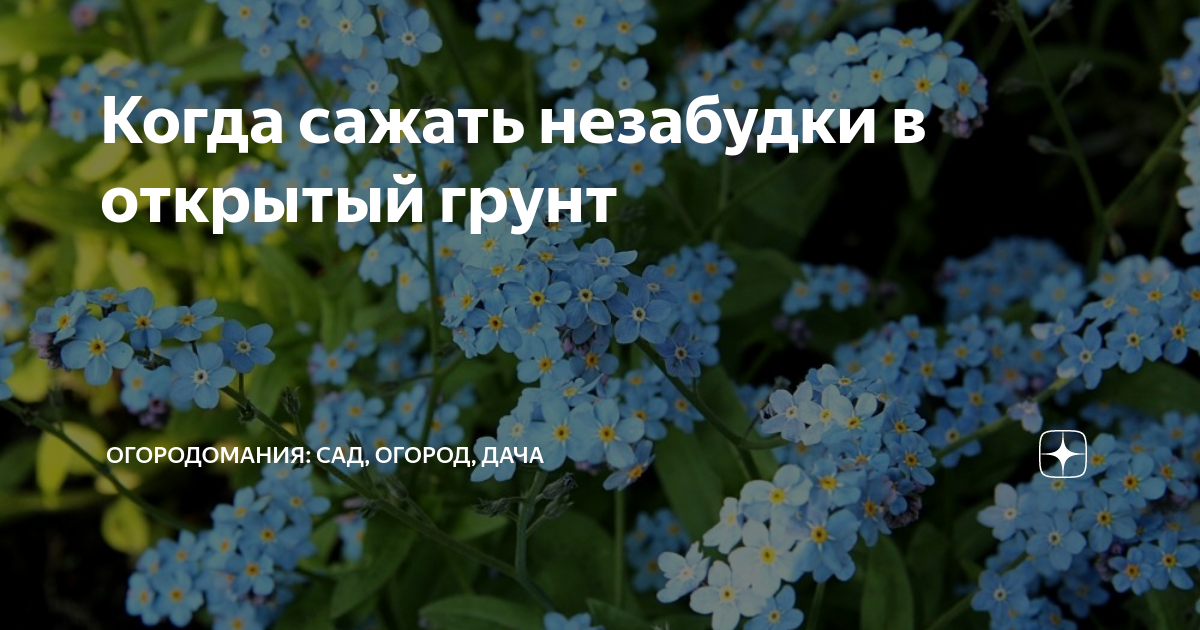 Незабудка твой любимый цветок mp3. Посадка незабудки. Незабудка в открытом грунте. Незабудка посев. Высадка незабудок в открытый грунт.
