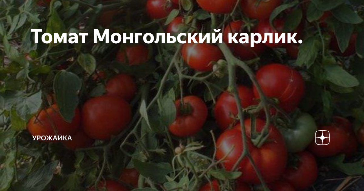 Томат Монгольский Карлик, 5 семян Дачная Коллекция - Товар на картинке можно купить.