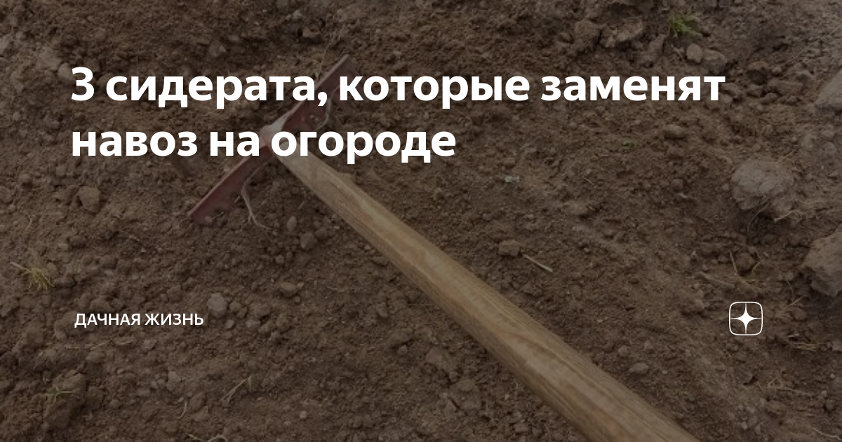 Чем можно заменить навоз как удобрение. Чем заменить перегной на огороде. Дача дачечка с навозом тачечка картинка. Чем заменить навоз на огороде