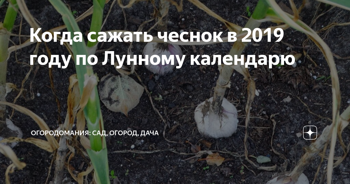 Озимый чеснок по лунному календарю 2024 Когда сажать чеснок в 2019 году по Лунному календарю Огородомания: сад, огород, 