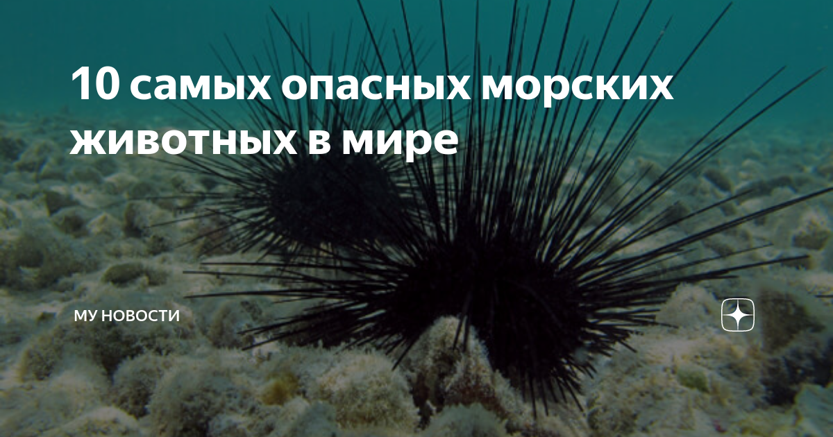 самые опасные морские животные в мире
