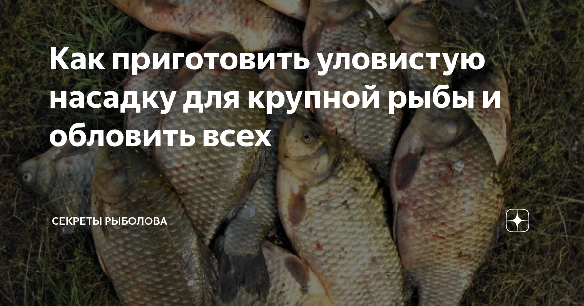Как приготовить уловистую насадку для крупной рыбы и обловить всех ...