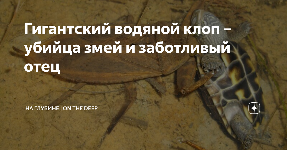 Гигантский водяной клоп – убийца змей и заботливый отец | На Глубине ...