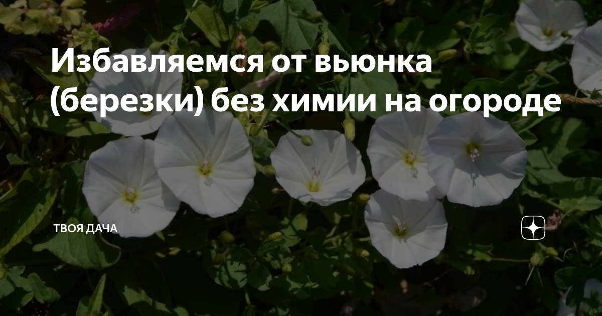 Вьюнок как избавиться на огороде навсегда. Вьюнок березка сорняк. вьюн березка методы борьбы. от вьюнка. средства борьбы с вьюном на огороде.