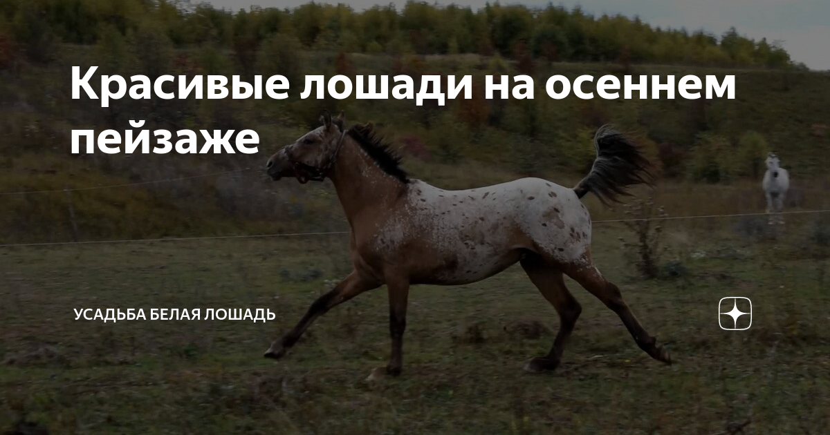 Усадьба белая лошадь на дзене последнее