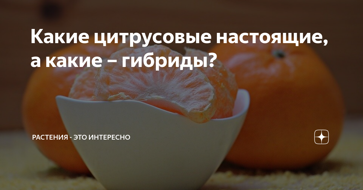 Какие цитрусовые настоящие, а какие – гибриды? | Растения - это