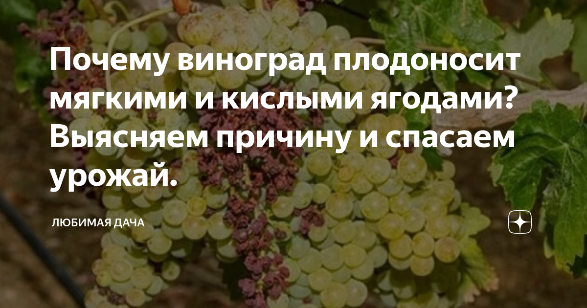 Кислый виноград. Плодоношение винограда. Почему не плодоносит виноград. Хочется винограда причины.