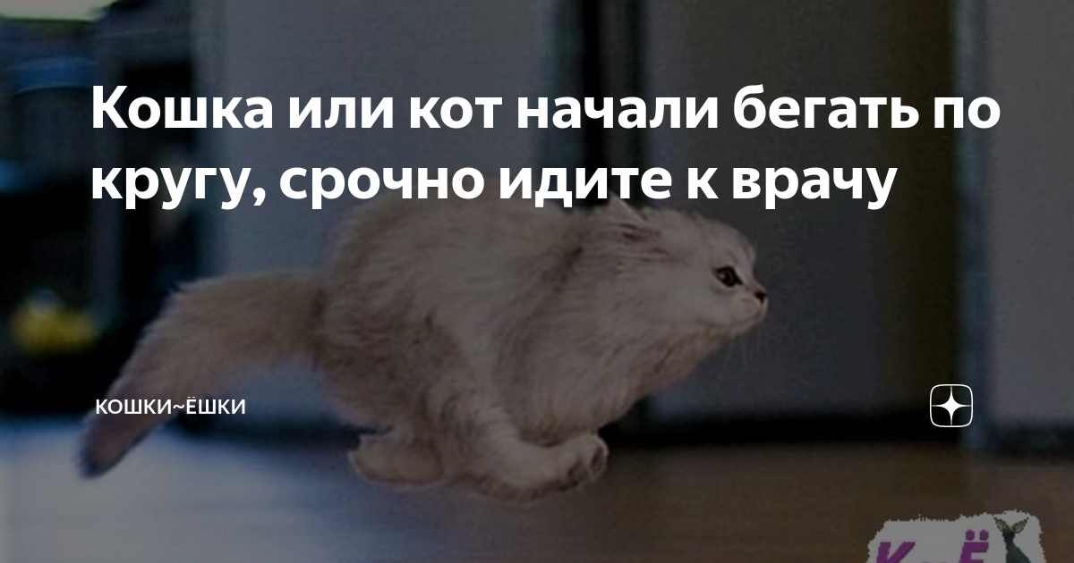 Кот ходит кругами. Кот ходит по кругу. ходят по кругу котики. кошки ходят кругом. кошка ходит кругами.