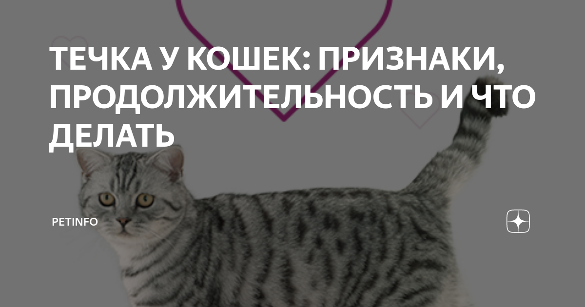 Температура после стерилизации у собаки 59 фото - ZooClever.ru