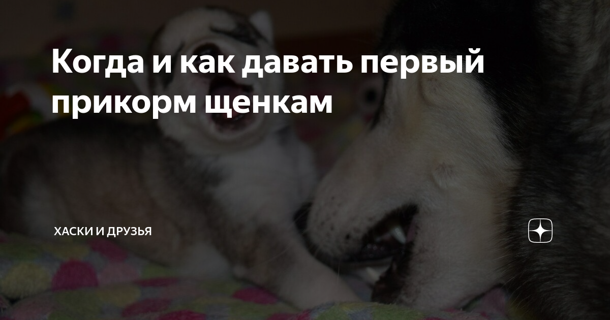 Прикорм щенков. Прикорм щенков шпица. Прикорм щенков. Миска для прикорма щенков. Щенки гросса 1 месяц.