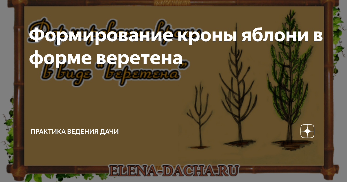 Формирование кроны яблони в форме веретена | Дача, сад и огород без ...