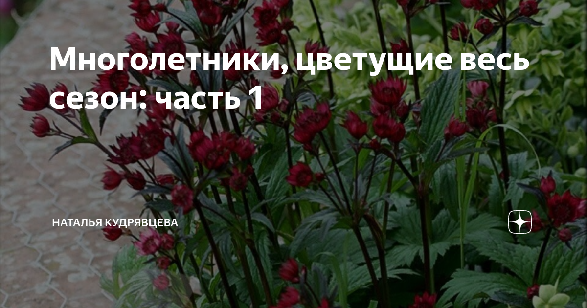 Многолетники, цветущие весь сезон: часть 1 | Волшебный сад | Дзен
