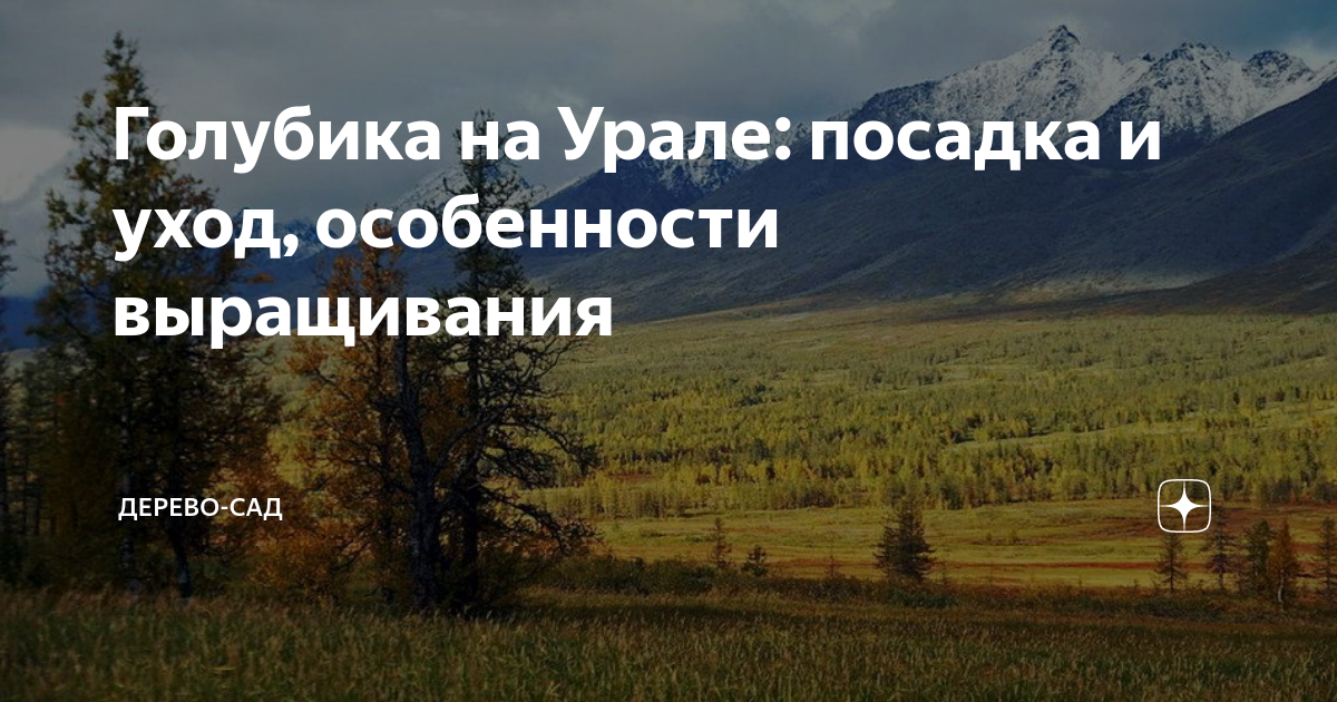 Голубика на Урале: посадка и уход, особенности выращивания