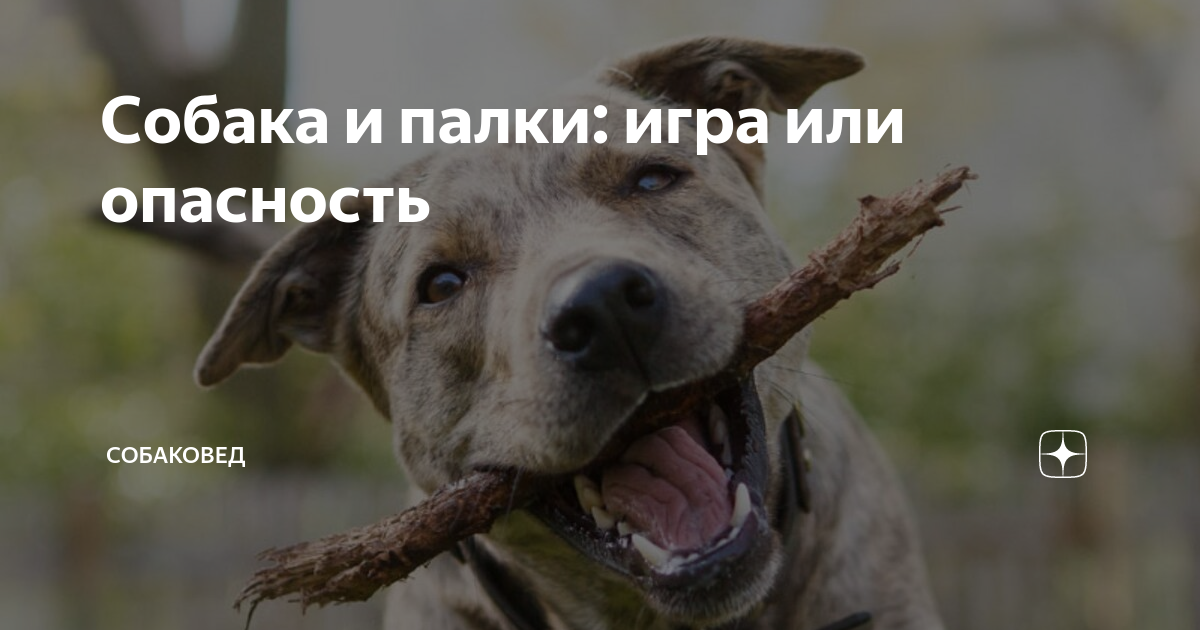 «Какое дерево можно позволить грызть собаке без последствий для ее здоровья?» — Яндекс Кью